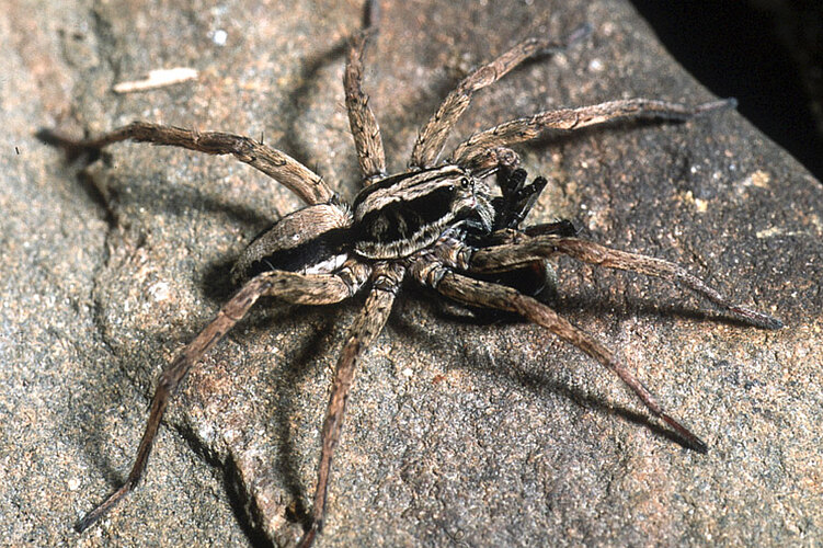 pseudospeciosa