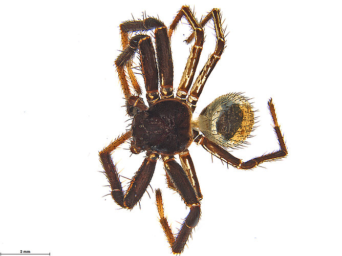 FP-11433