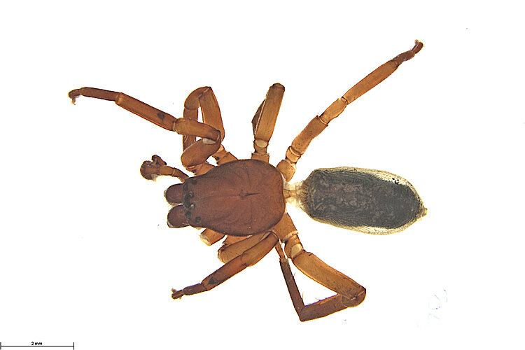 castaneum