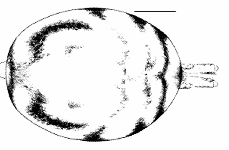 agelenoides