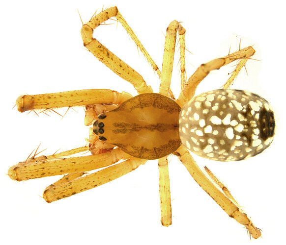 darwini