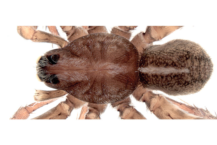 taeniifera