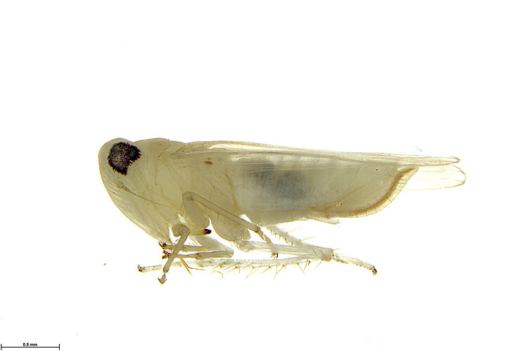 viridigrisea