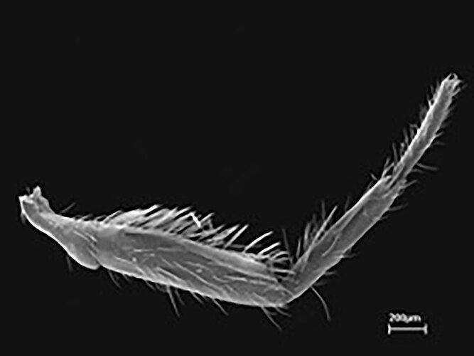 schizocoides
