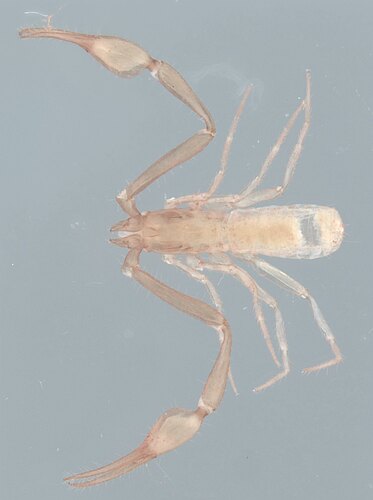lynbeazlyae