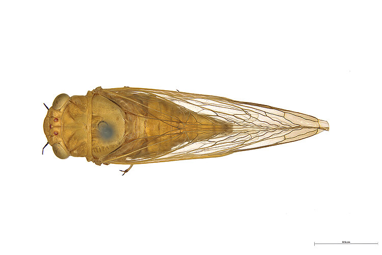 viridis