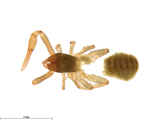FP-13917