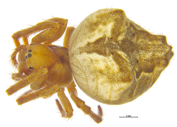 cunabula