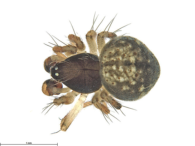 FP-13210