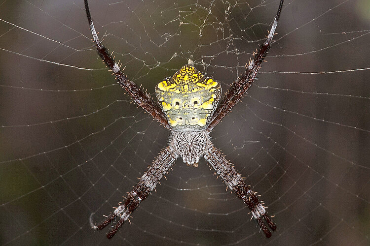 modesta