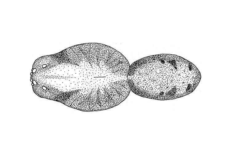australiensis