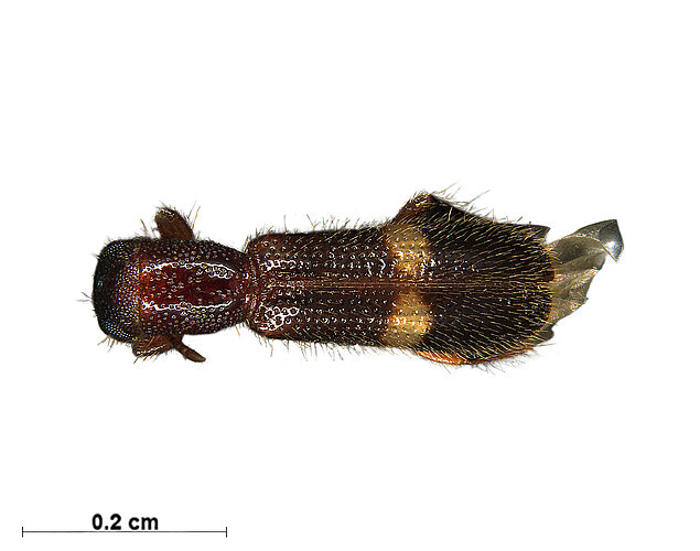 FP-13774