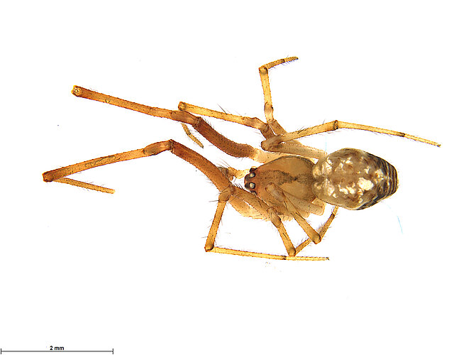 FP-13392