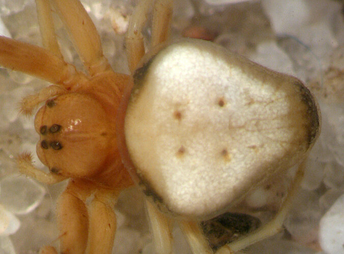 rhomboides