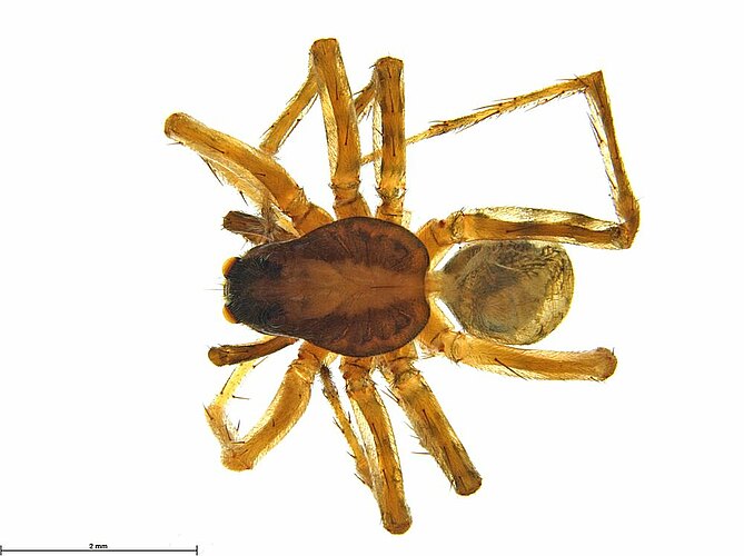 lamellata