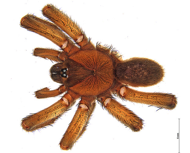 butleri