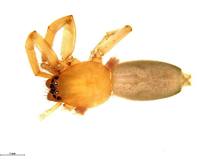 FP-13636
