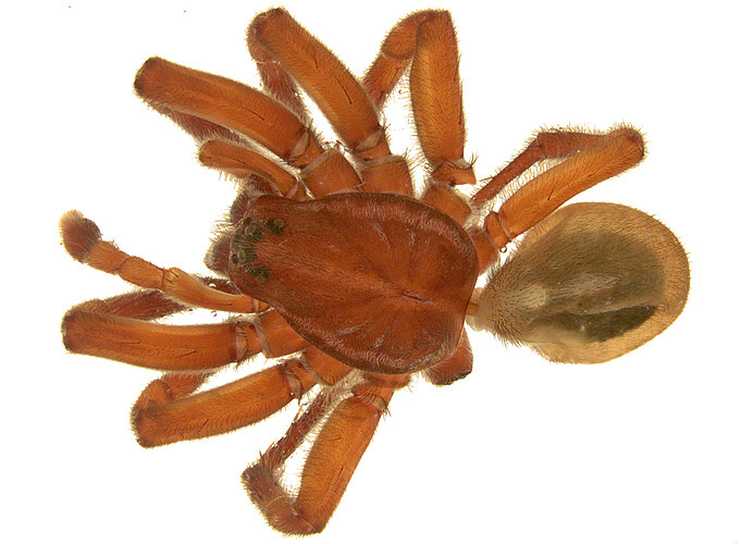 tasmaniensis