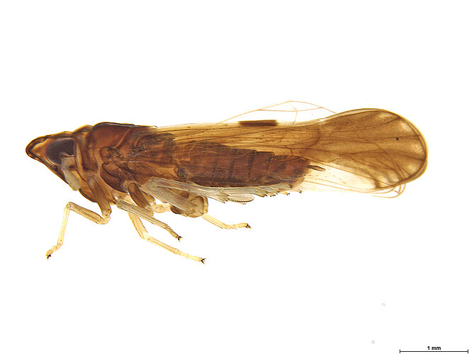 rostrata