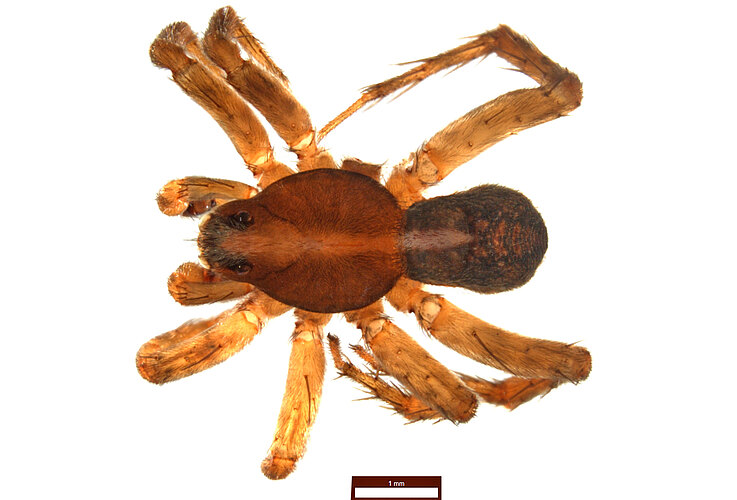 belfordensis