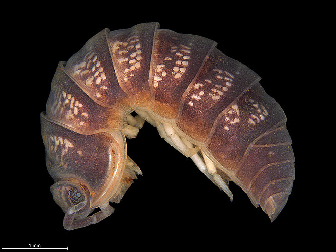 FP-13975
