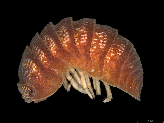 FP-13365