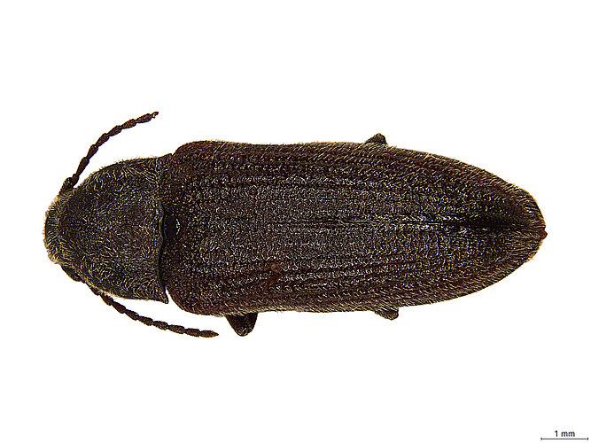 FP-12352