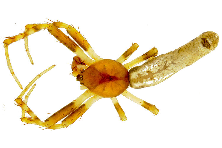 bacilliformis