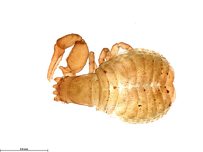 FP-13919