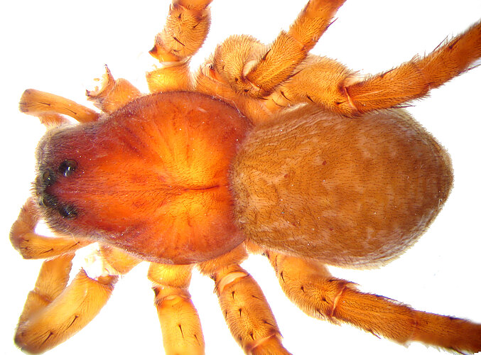 exculta