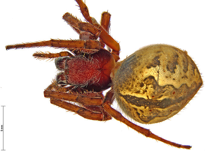 lodicula
