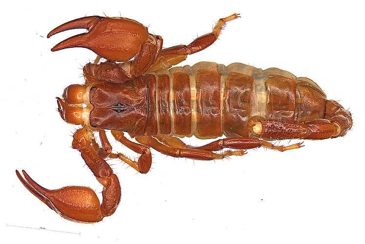 FP-14481