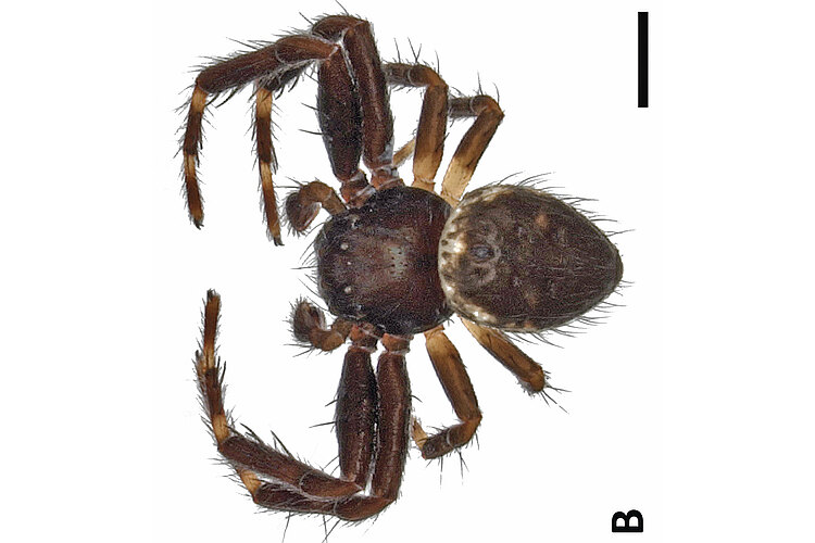 bimaculatus