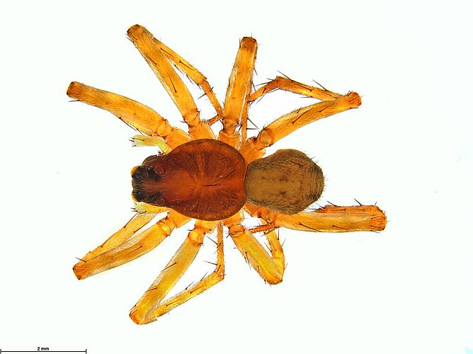 trifida