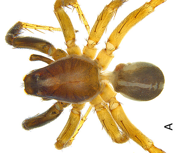 bogabilla
