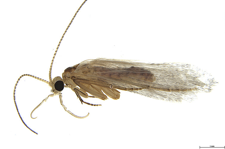 pilbarensis