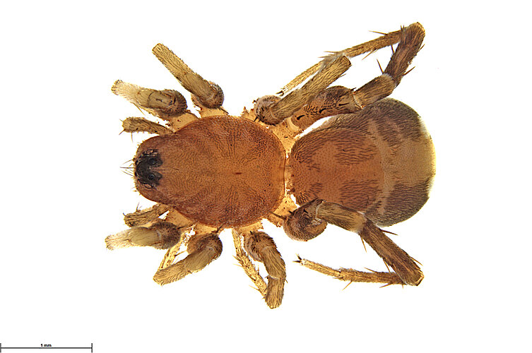 FP-13447