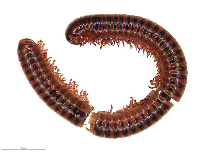 stictopygus