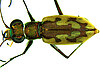 Order: Coleoptera (Beetles)