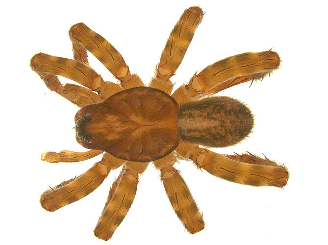 ludwigi