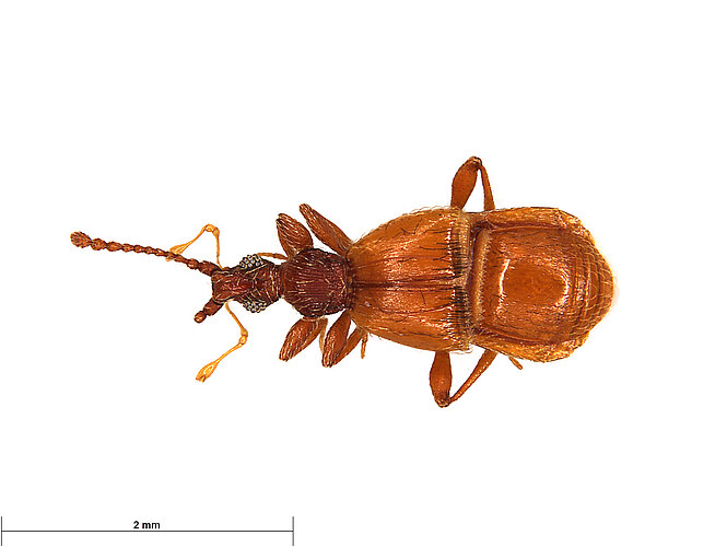 FP-13797