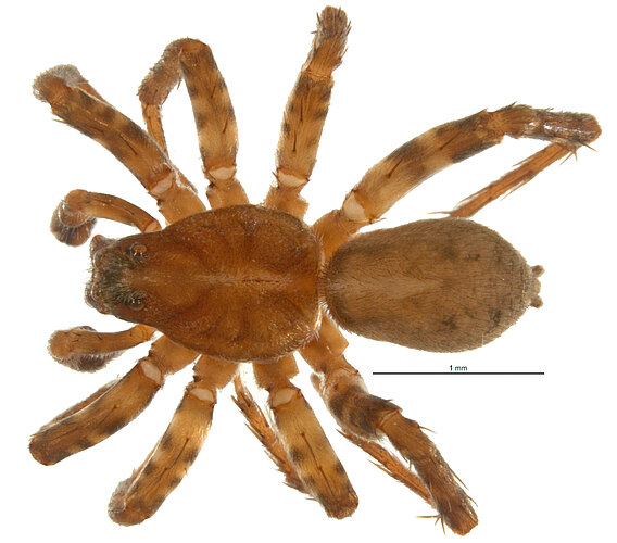lineata