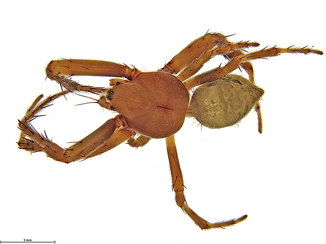 canalae
