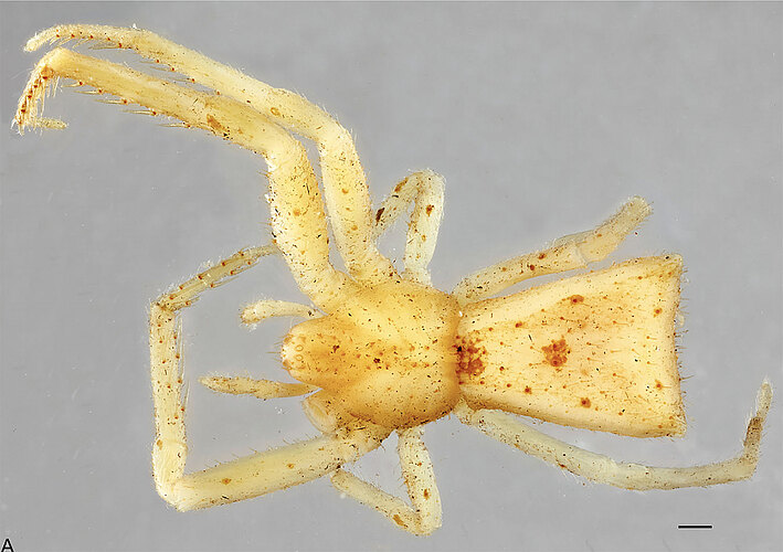 trapezia