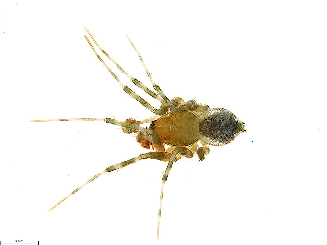 mollita