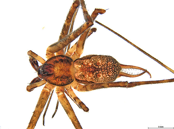 perthensis