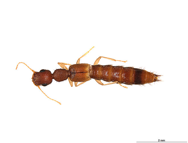 FP-14208