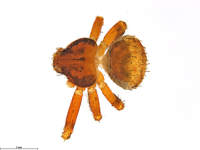 FP-13426