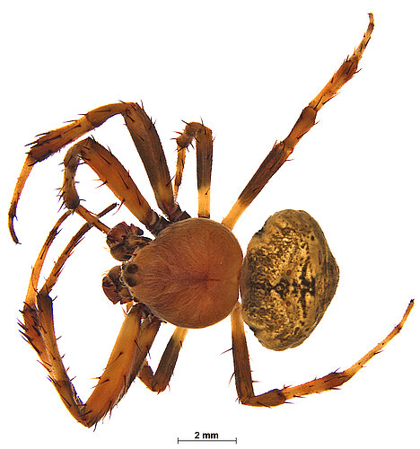 dolophonoides