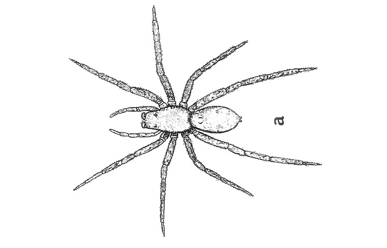 duracki
